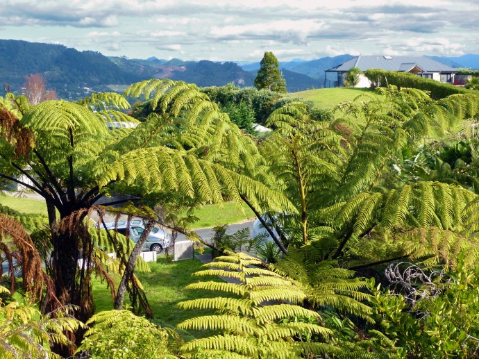 Ferns beside the house. Designer home in New Zealand to sell. Photo: Dietmar Gerster